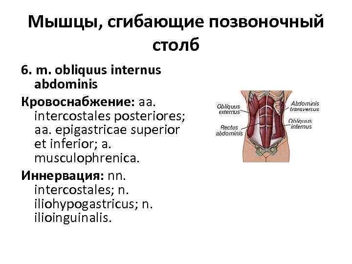 Мышцы, сгибающие позвоночный столб 6. m. obliquus internus abdominis Кровоснабжение: aa. intercostales posteriores; aa.