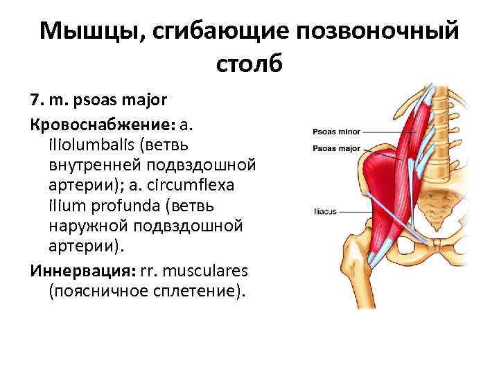 Мышцы, сгибающие позвоночный столб 7. m. psoas major Кровоснабжение: a. iliolumbalis (ветвь внутренней подвздошной