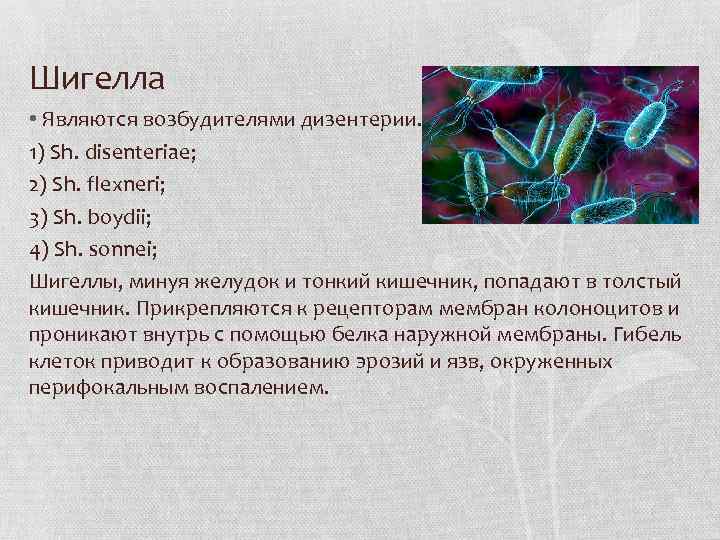 Шигелла • Являются возбудителями дизентерии. 1) Sh. disenteriae; 2) Sh. flexneri; 3) Sh. boydii;