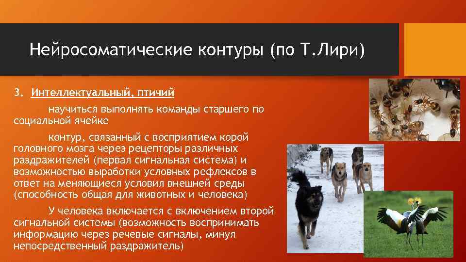 Нейросоматические контуры (по Т. Лири) 3. Интеллектуальный, птичий научиться выполнять команды старшего по социальной