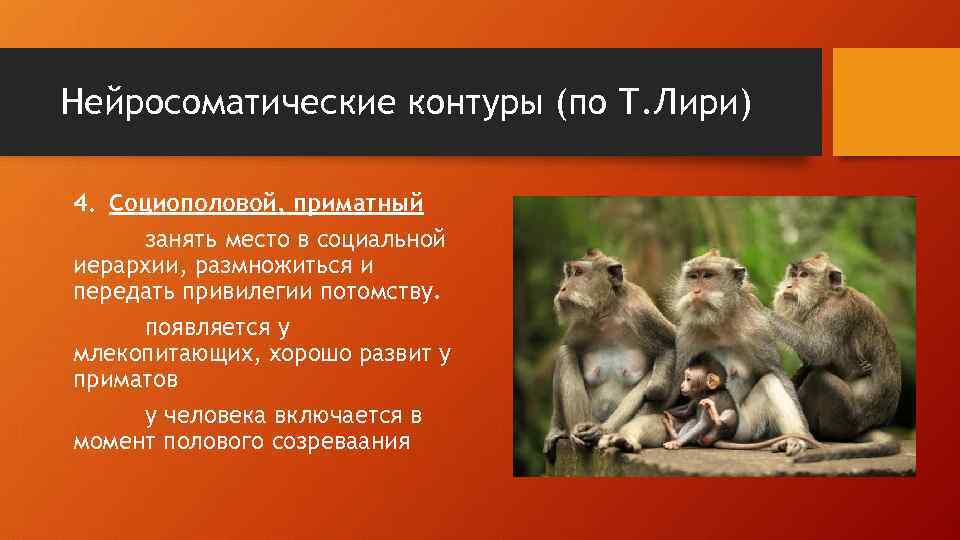 Нейросоматические контуры (по Т. Лири) 4. Социополовой, приматный занять место в социальной иерархии, размножиться