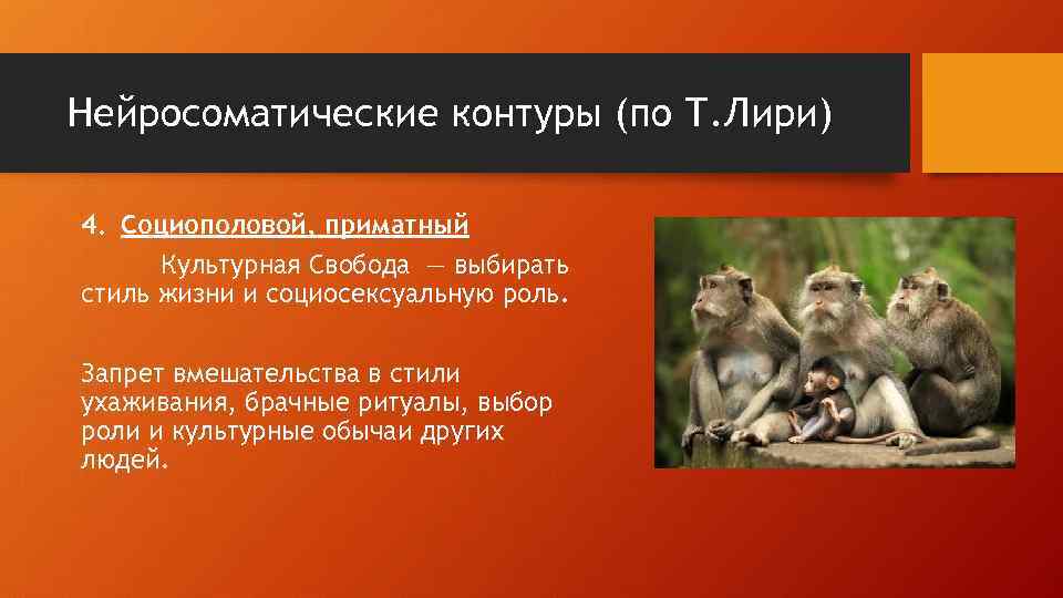 Нейросоматические контуры (по Т. Лири) 4. Социополовой, приматный Культурная Свобода — выбирать стиль жизни