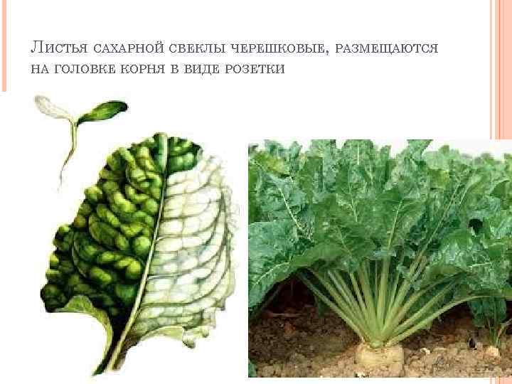 ЛИСТЬЯ САХАРНОЙ СВЕКЛЫ ЧЕРЕШКОВЫЕ, РАЗМЕЩАЮТСЯ НА ГОЛОВКЕ КОРНЯ В ВИДЕ РОЗЕТКИ 