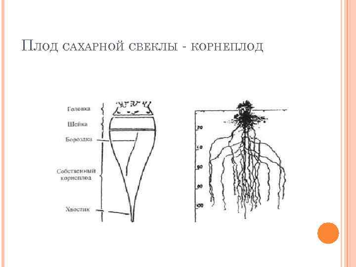 Строение сахарной свеклы. Корневая система сахарной свеклы. Плод сахарной свеклы. Строение плода сахарной свеклы.