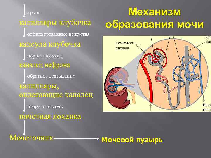 Капиллярный клубочек почечная лоханка почечный каналец. Механизм образования мочи. Механизм образования первичной мочи анатомия. Образование первичной и вторичной мочи анатомия. Почки механизм образования первичной и вторичной мочи.