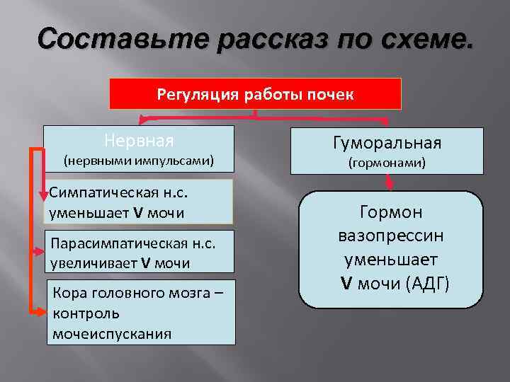 Составьте рассказ по схеме. Регуляция работы почек Нервная (нервными импульсами) Симпатическая н. с. уменьшает