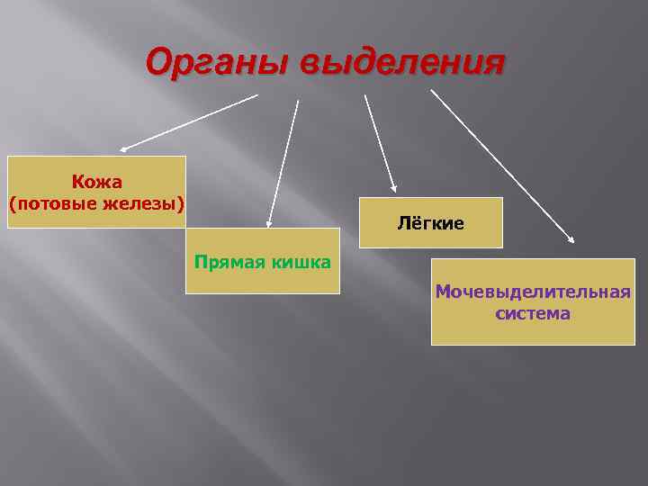 Органы выделения Кожа (потовые железы) Лёгкие Прямая кишка Мочевыделительная система 