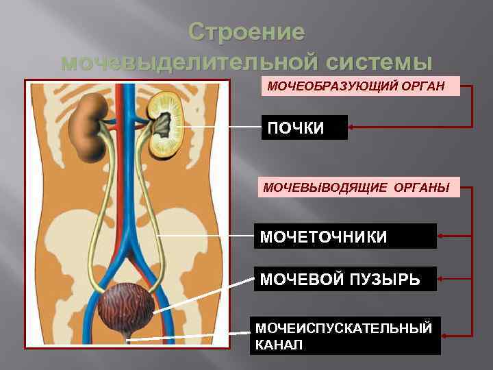 Строение мочевыделительной системы МОЧЕОБРАЗУЮЩИЙ ОРГАН ПОЧКИ МОЧЕВЫВОДЯЩИЕ ОРГАНЫ МОЧЕТОЧНИКИ МОЧЕВОЙ ПУЗЫРЬ МОЧЕИСПУСКАТЕЛЬНЫЙ КАНАЛ 