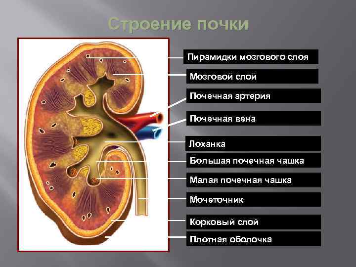 Строение почки Пирамидки мозгового слоя Мозговой слой Почечная артерия Почечная вена Лоханка Большая почечная