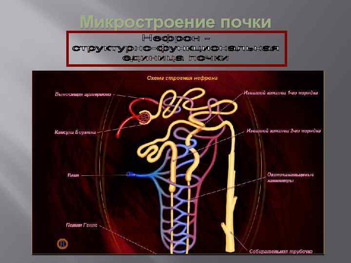 Микростроение почки 