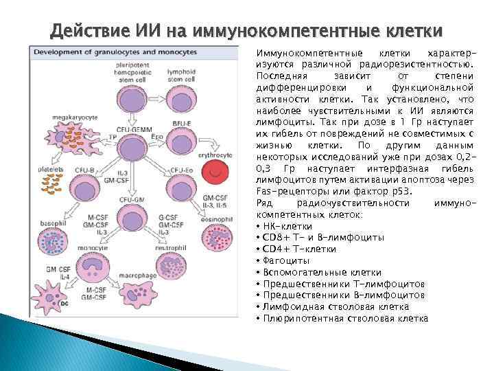 Действие ИИ на иммунокомпетентные клетки Иммунокомпетентные клетки характеризуются различной радиорезистентностью. Последняя зависит от степени