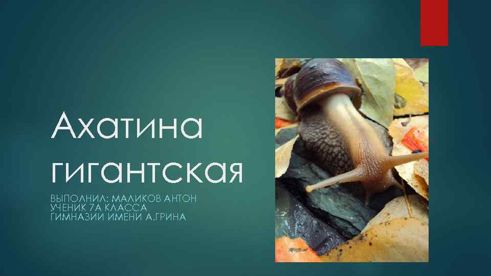 Ахатина гигантская ВЫПОЛНИЛ: МАЛИКОВ АНТОН УЧЕНИК 7 А КЛАССА ГИМНАЗИИ ИМЕНИ А. ГРИНА 