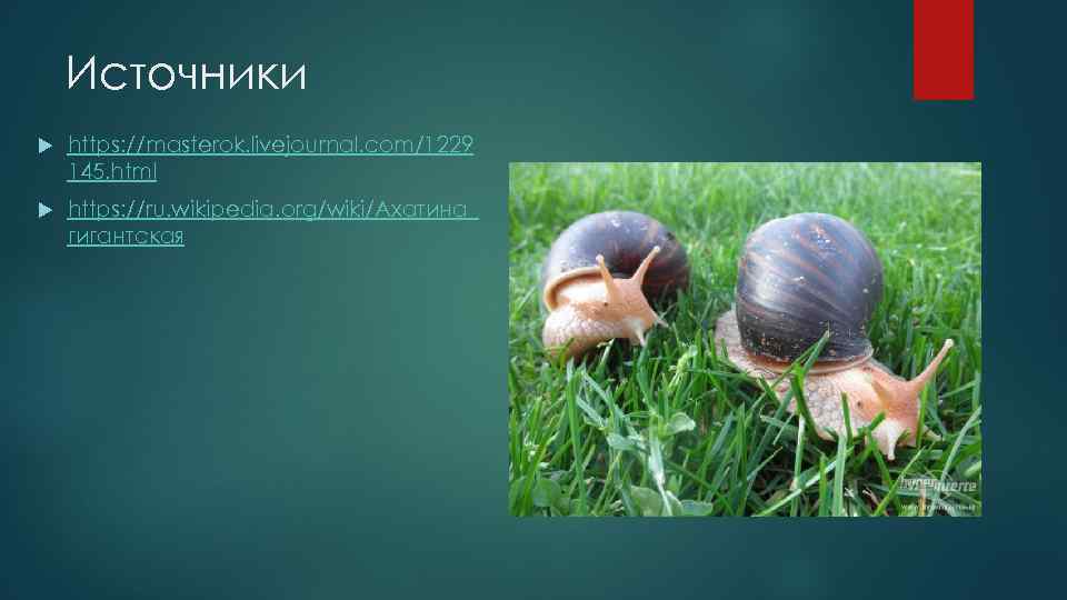 Источники https: //masterok. livejournal. com/1229 145. html https: //ru. wikipedia. org/wiki/Ахатина_ гигантская 
