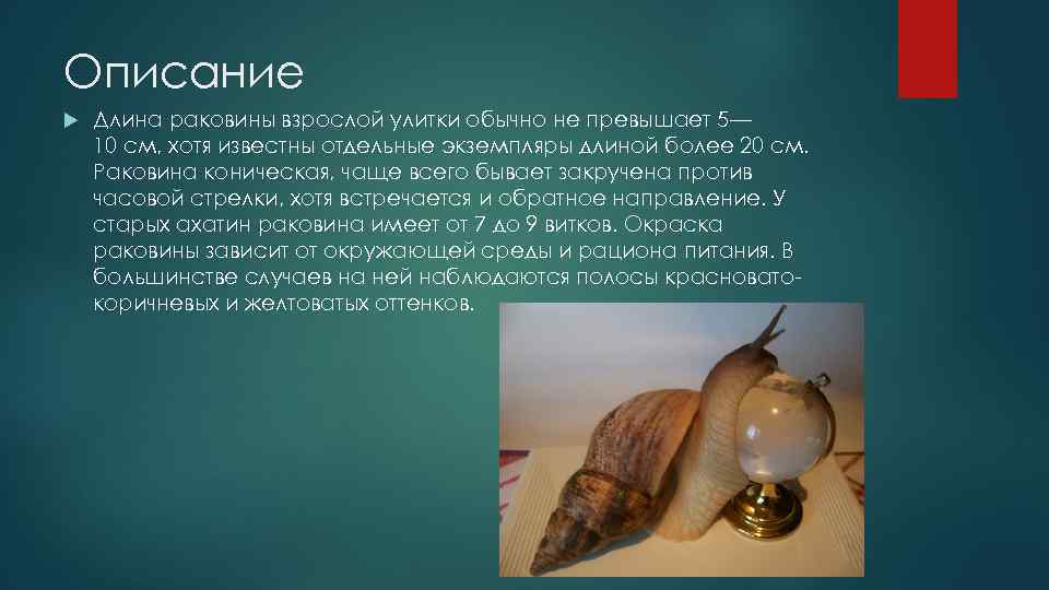 Описание Длина раковины взрослой улитки обычно не превышает 5— 10 см, хотя известны отдельные