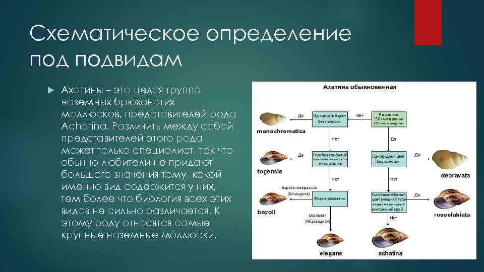 Схематическое определение подвидам Ахатины – это целая группа наземных брюхоногих моллюсков, представителей рода Achatina.