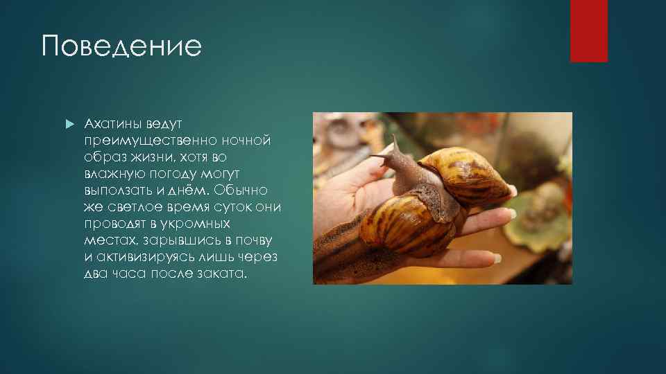 Поведение Ахатины ведут преимущественно ночной образ жизни, хотя во влажную погоду могут выползать и