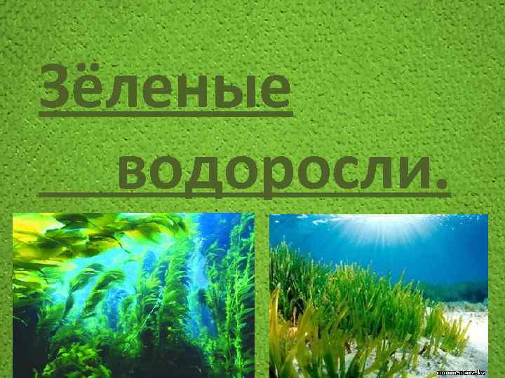 Радуга и водоросли что их объединяет проект