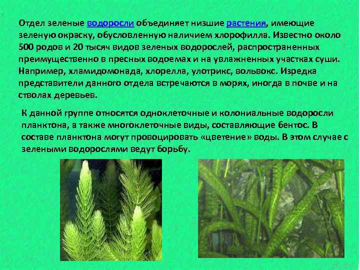 Отдел зеленые водоросли объединяет низшие растения, имеющие зеленую окраску, обусловленную наличием хлорофилла. Известно около