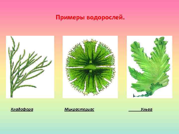 Отделы водорослей примеры. Ульва и кладофора. Водоросли примеры.