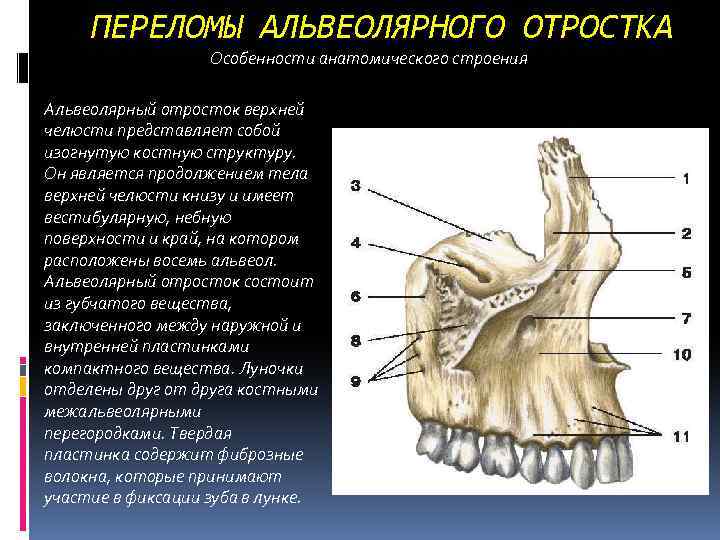 ПЕРЕЛОМЫ АЛЬВЕОЛЯРНОГО ОТРОСТКА Особенности анатомического строения Альвеолярный отросток верхней челюсти представляет собой изогнутую костную