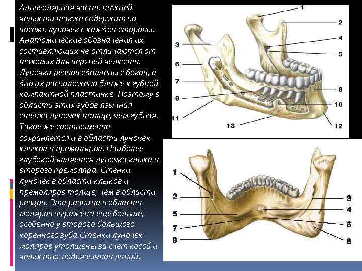 Альвеолярная часть нижней челюсти также содержит по восемь луночек с каждой стороны. Анатомические обозначения