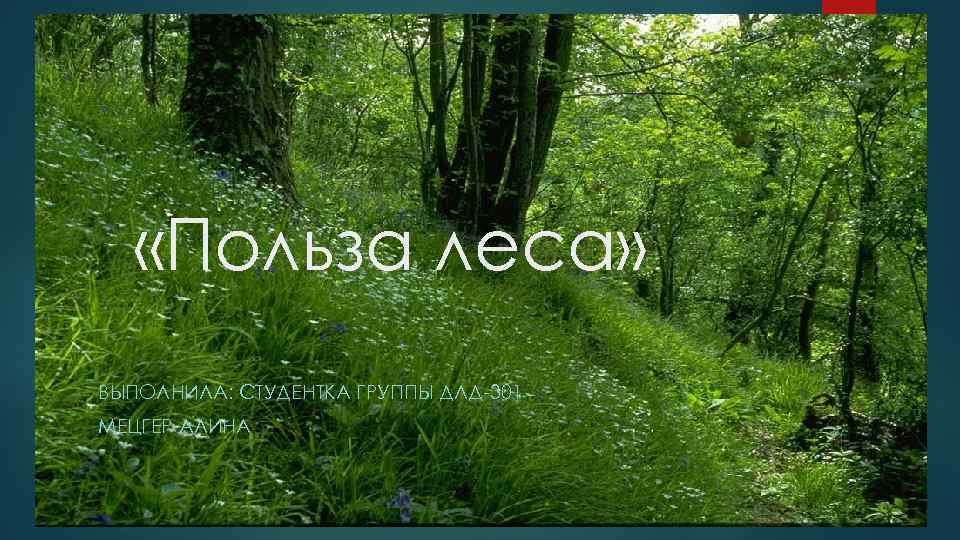  «Польза леса» ВЫПОЛНИЛА: СТУДЕНТКА ГРУППЫ ДЛД-301 МЕЦГЕР АЛИНА 