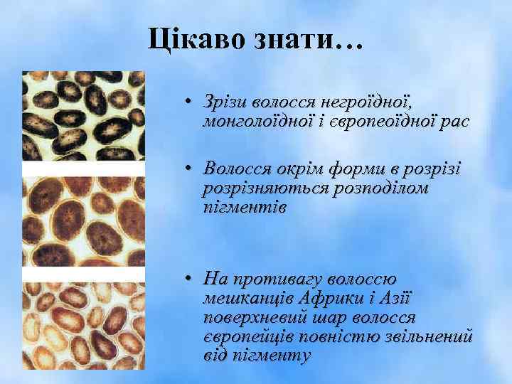 Цікаво знати… • Зрізи волосся негроїдної, монголоїдної і європеоїдної рас • Волосся окрім форми