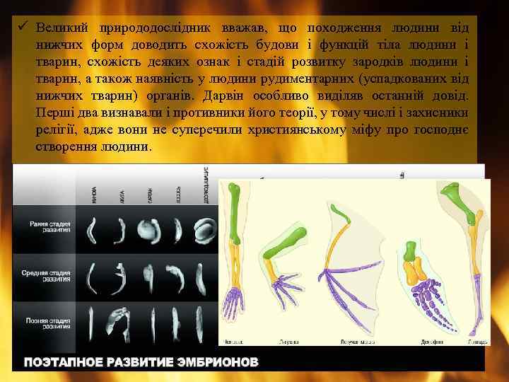 ü Великий природодослідник вважав, що походження людини від нижчих форм доводить схожість будови і