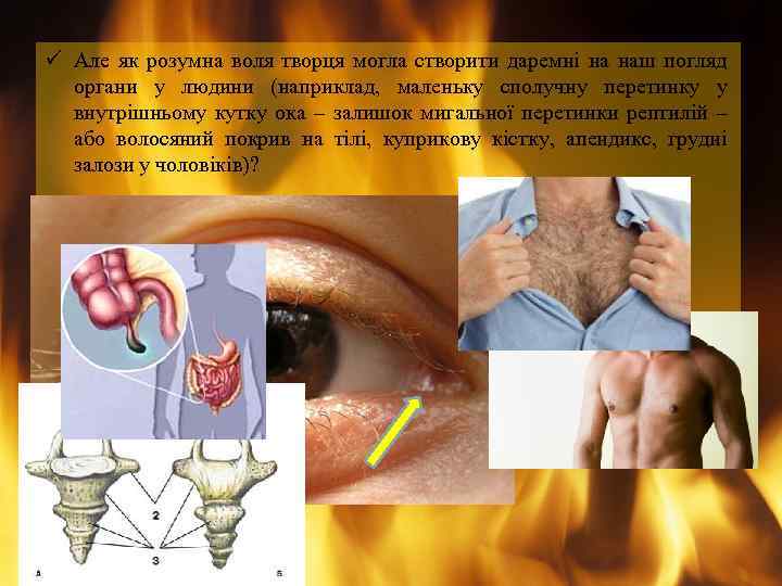 ü Але як розумна воля творця могла створити даремні на наш погляд органи у