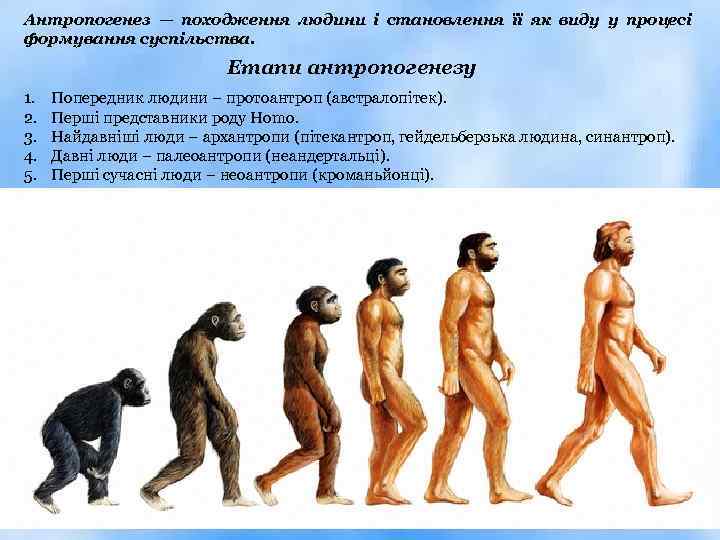 Антропогенез — походження людини і становлення її як виду у процесі формування суспільства. Етапи