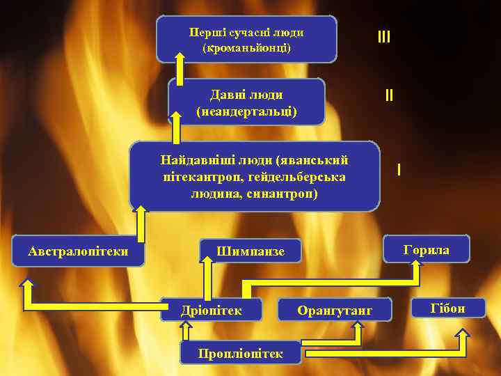 Перші сучасні люди (кроманьйонці) ІІ Давні люди (неандертальці) Найдавніші люди (яванський пітекантроп, гейдельберська людина,