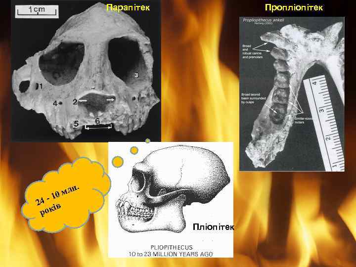 Парапітек Пропліопітек . млн 10 24 - ів рок Пліопітек 
