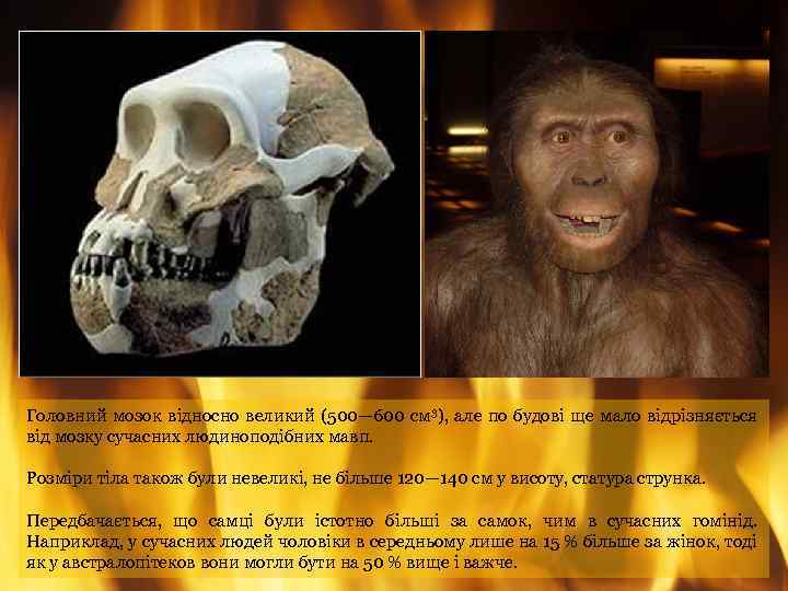 Головний мозок відносно великий (500— 600 см 3), але по будові ще мало відрізняється