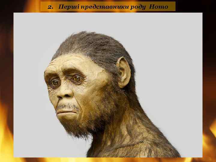 2. Перші представники роду Homo 