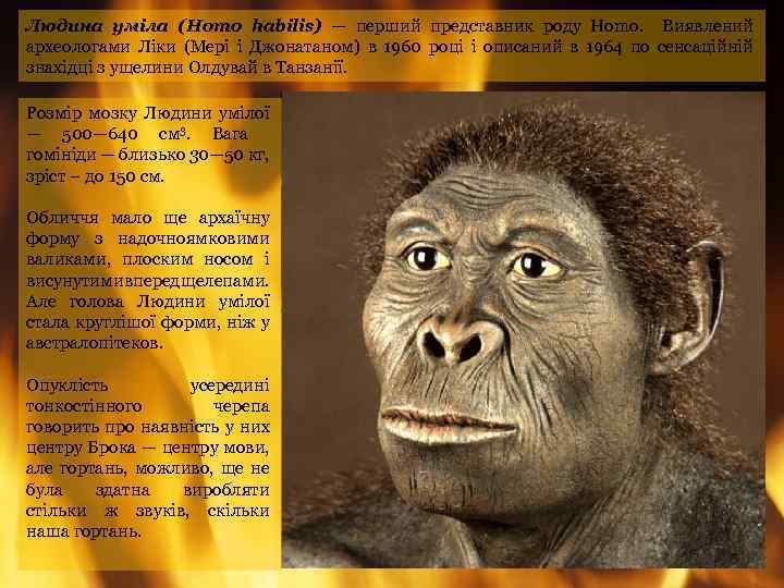 Людина уміла (Homo habilis) — перший представник роду Homo. Виявлений археологами Ліки (Мері і