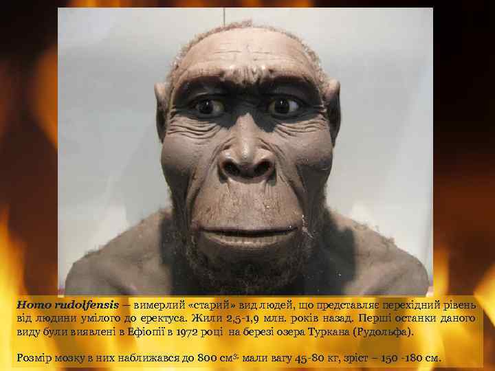 Homo rudolfensis — вимерлий «старий» вид людей, що представляє перехідний рівень від людини умілого