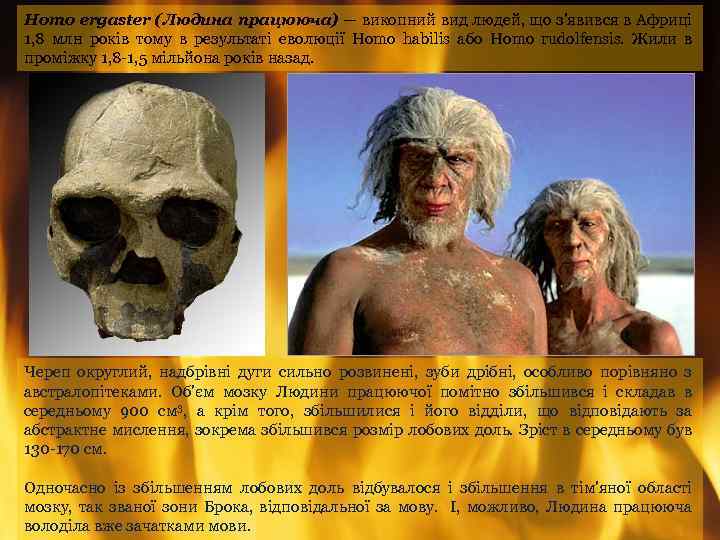 Homo ergaster (Людина працююча) — викопний вид людей, що з'явився в Африці 1, 8