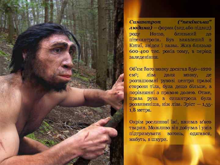 Синантроп (“пекінська” людина) — форма (вид або підвид) роду Homo, близький до пітекантропа. Був