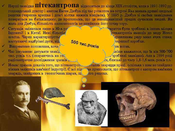 пітекантропа ü Перші знахідки відносяться до кінця XIX століття, коли в 1891 -1892 рр.