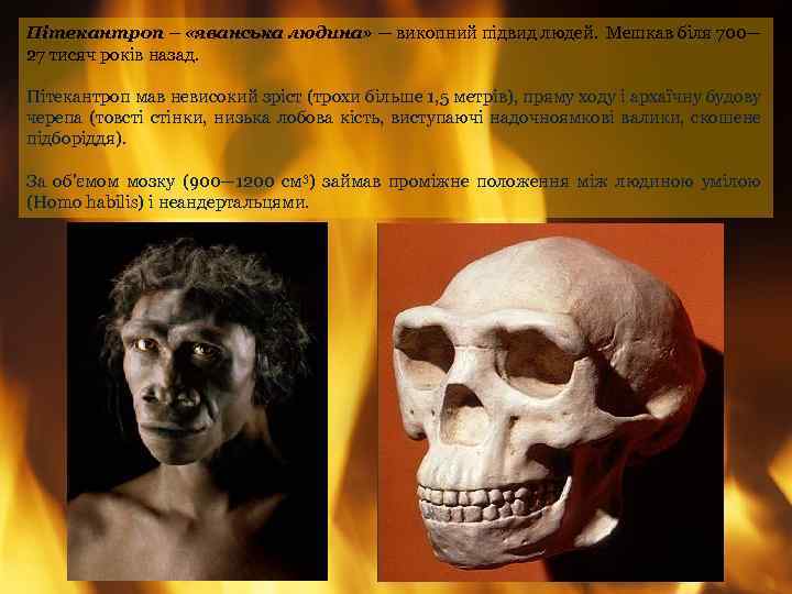 Пітекантроп – «яванська людина» — викопний підвид людей. Мешкав біля 700— 27 тисяч років