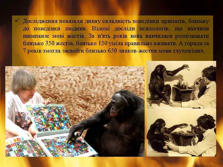 ü Дослідження показали дивну складність поведінки приматів, близьку до поведінки людини. Відомі досліди психологів,