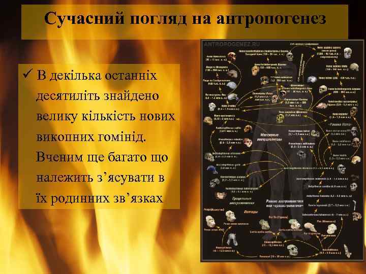Сучасний погляд на антропогенез ü В декілька останніх десятиліть знайдено велику кількість нових викопних
