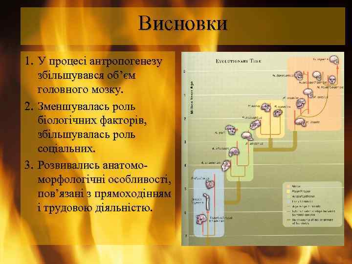 Висновки 1. У процесі антропогенезу збільшувався об’єм головного мозку. 2. Зменшувалась роль біологічних факторів,
