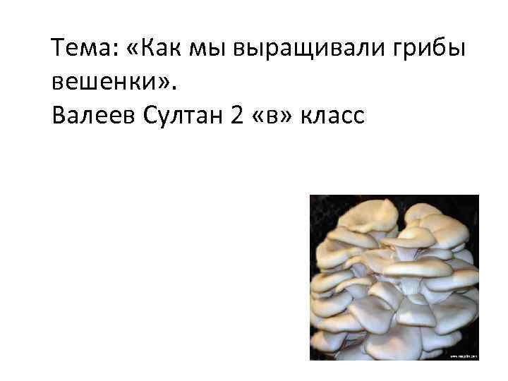 Тема: «Как мы выращивали грибы вешенки» . Валеев Султан 2 «в» класс 