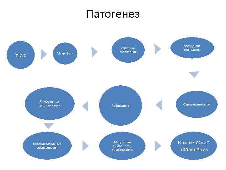 Патогенез Укус Макрофаги Лимфогенная диссиминация Последовательные лешманиомы очаговое воспаление Рубцевание Могут быть лимфангиты, лимфадениты