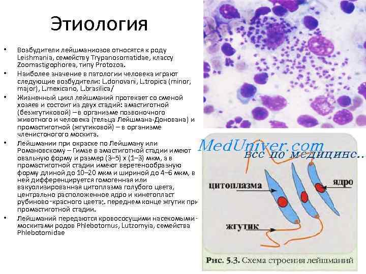 Этиология • • • Возбудители лейшманиозов относятся к роду Leishmania, семейству Trypanosomatidae, классу Zoomastigophorea,