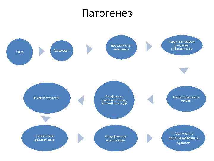 Патогенез Укус Макрофаги Иммуносупрессия Интенсивное размножение промастиготы- амастиготы Лимфоузлы, селезенка, печень, костный мозг и