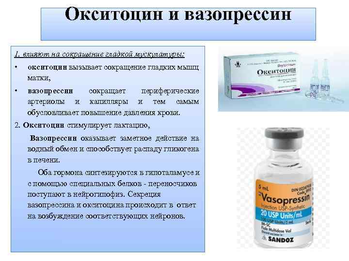 Окситоцин и вазопрессин 1. влияют на сокращение гладкой мускулатуры: • окситоцин вызывает сокращение гладких