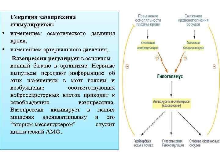 Секреция вазопрессина стимулируется: • изменением осмотического давления крови, • изменением артериального давления, Вазопрессин регулирует