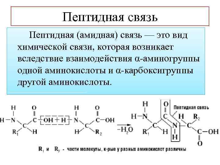 Пептидная связь Пептидная (амидная) связь — это вид химической связи, которая возникает вследствие взаимодействия